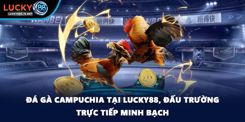 Đá gà Campuchia tại Lucky88, đấu trường trực tiếp minh bạch