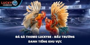 Đá gà Thomo Lucky88 - Đấu Trường Danh Tiếng Khu Vực
