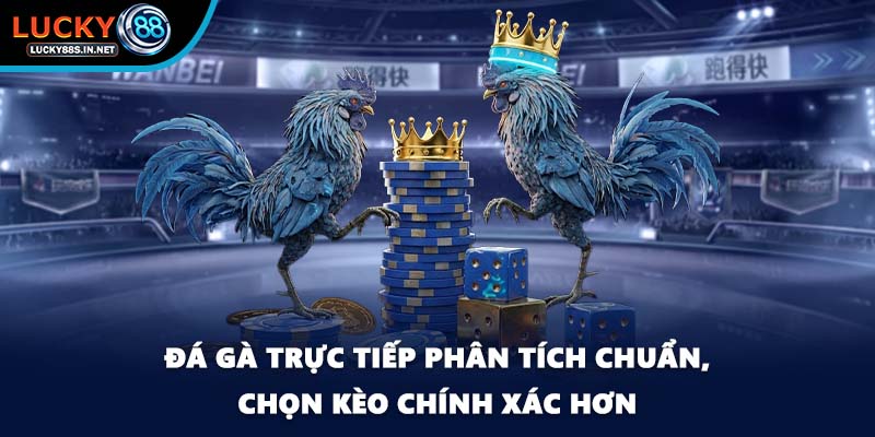Đá gà trực tiếp phân tích chuẩn, chọn kèo chính xác hơn