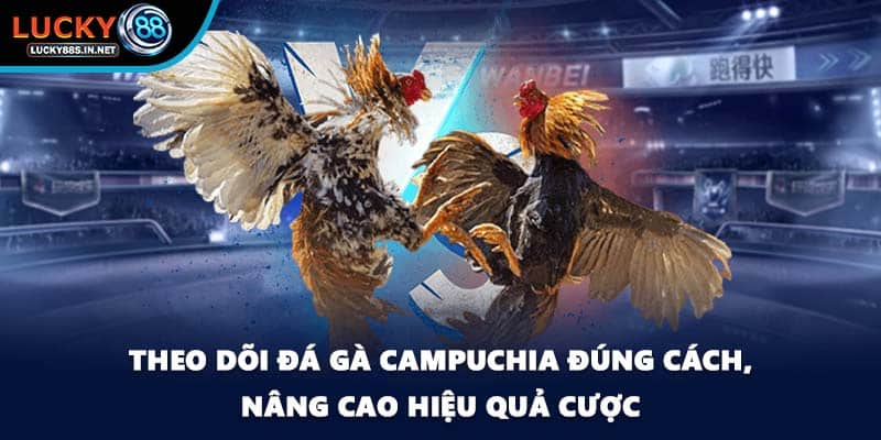 Theo dõi đá gà Campuchia đúng cách, nâng cao hiệu quả cược